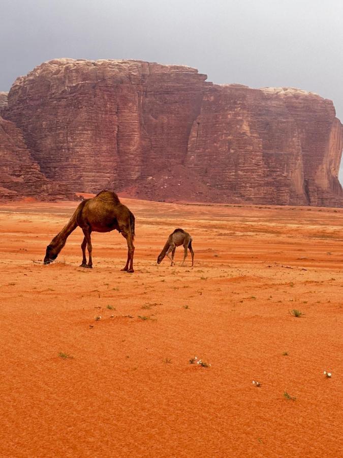 Wadi Rum Oryx Hostel & Tours Luaran gambar
